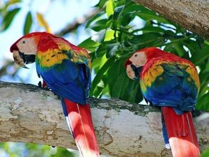 Homes in Tamarindo Costa Rica